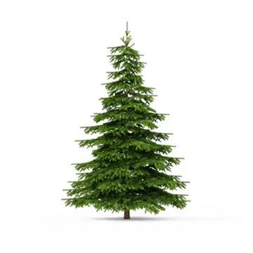 Spruce on white Stock Illustration