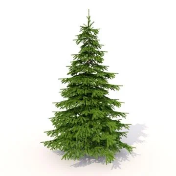 Spruce on white Stock Illustration