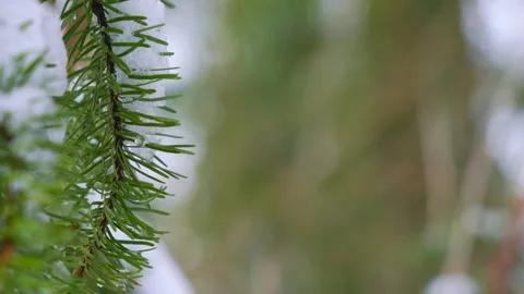 Spruce widespread coniferous tree widely grown for timber Video stock 232330607