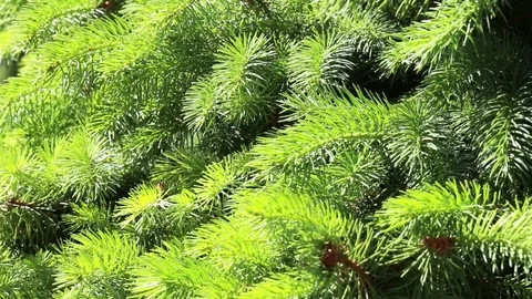 Spruce in the wind. Spruce in macro. Stock Footage 80067254