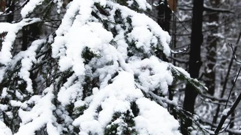Spruce Winter First Snow  on the tree white snow forest natural Stock Photos