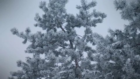 Spruce in winter Video stock 71378672