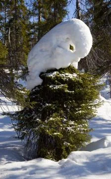Spruce in the winter forest Stock Photos