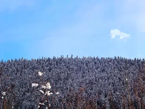 Spruce in winter Stock Photos