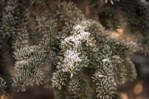 Spruce in the winter Stock Photos