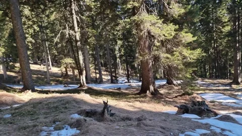 Spruce Woods Stock Footage 228665456