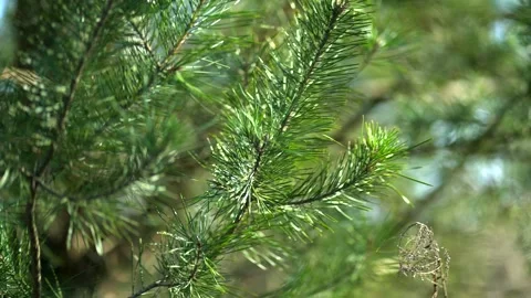 Spruce1 Stock Footage 304365193