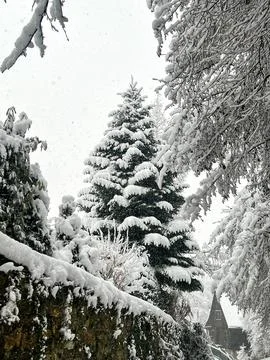 Spruces and trees with branches covered with a layer of snow during a snowfal Stock Photos