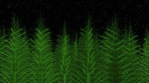 Spruces. Firs. An array of young green animated fir trees. Stock Footage 141283216