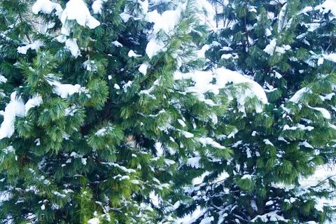 Spruces in the snow Stock Photos