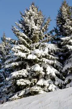 Spruces under snow Stock Photos