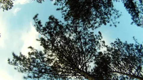 Spruces in the wind Stock Footage 12843342