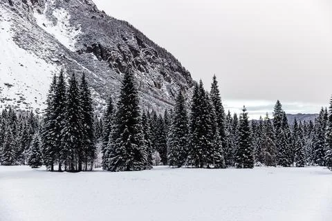Spruces in winter Stock Photos