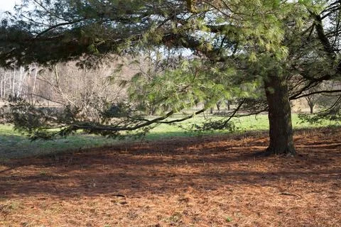 Spruces in the woods. Stock Photos