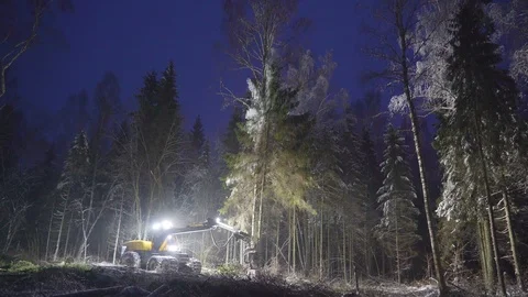 Sprue trees being cut down with the log harvester Stock Footage 103865736