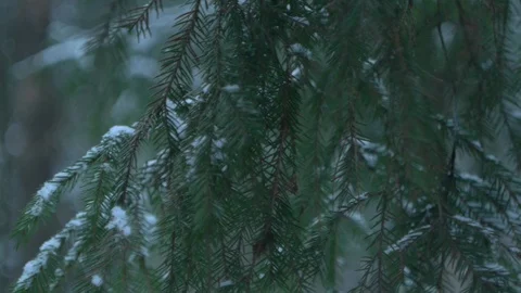 Spruse, blurred background _2 Stock Footage 122427506