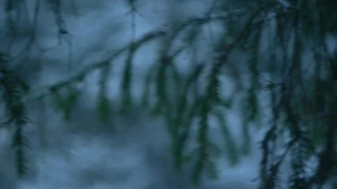Spruse, blurred background _3 Stock Footage 122427500