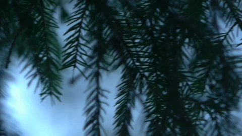 Spruse, blurred background _4 Stock Footage 122427528