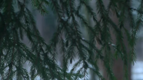 Spruse, blurred background _5 Stock Footage 122427597