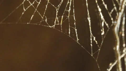 Spuder web in the sunlight Stock Footage 128191098