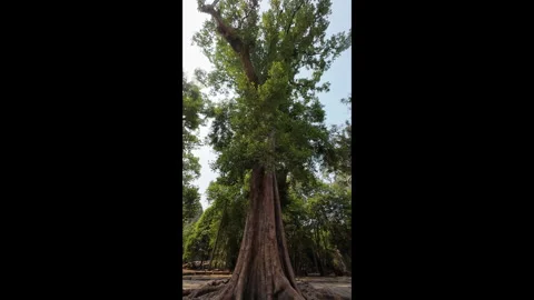 Spung tree at Ta Prohm Temple Video stock 275527467