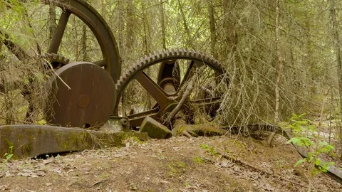 Spur of ancient gear at taiga forest Stock Footage 73304992