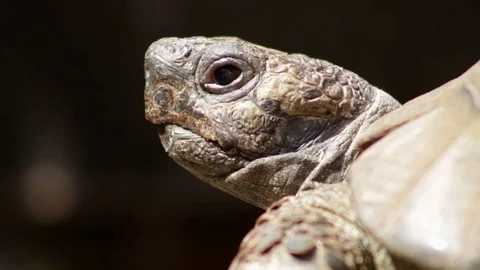 Spur-thighed tortoise with CU eye blink Stock Footage
