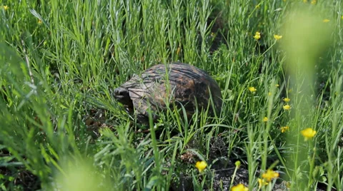 Spur-thighed tortoise on a pasture Stock Footage 33878205