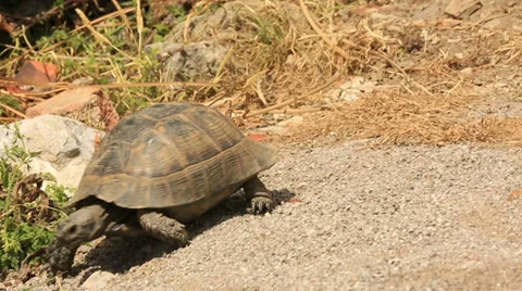 Spur-thighed tortoise (Testudo graeca) Stock Footage 37678554