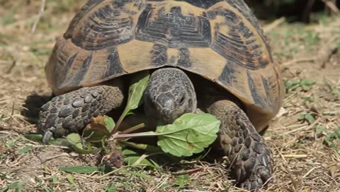 Spur-thighed turtle eating green grass close-up / Testudo graeca ibera Stock Footage 8568430