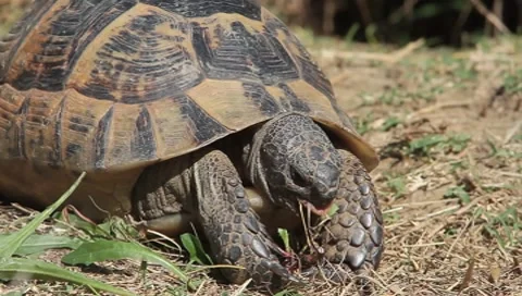 Spur-thighed turtle eating green grass close-up / Testudo graeca ibera Stock Footage 8568508