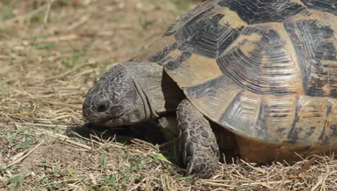 Spur-thighed turtle eating green grass close-up / Testudo graeca ibera Stock Footage 8568546