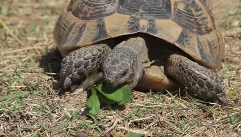 Spur-thighed turtle eating green grass close-up / Testudo graeca ibera Stock Footage 8569013