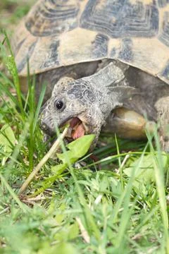 Spur-thighed turtle eating green grass close-up / Testudo graeca ibera Stock Photos