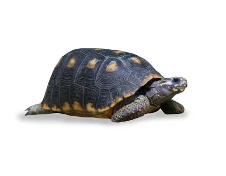 Spur-thighed turtle isolated over white Stock Photos