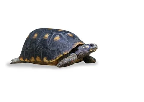 Spur-thighed turtle isolated over white Stock Photos
