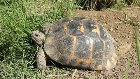Spur-thighed turtle resting on grass / Testudo graeca ibera Stock Footage 11148263