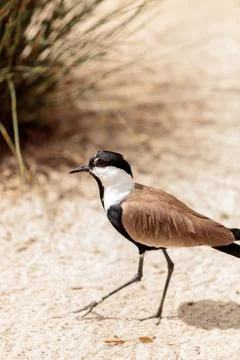 Spur-winged lapwing bird called Vanellus spinosus Stock Photos