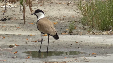 Spur-winged lapwing 스톡 동영상 39245956