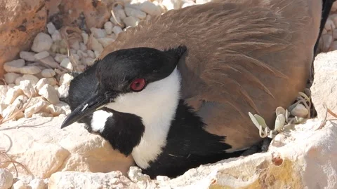 Spur winged lapwing incubates eggs in a stony ground nest - Shorebird Nesting Stock Footage 339733638