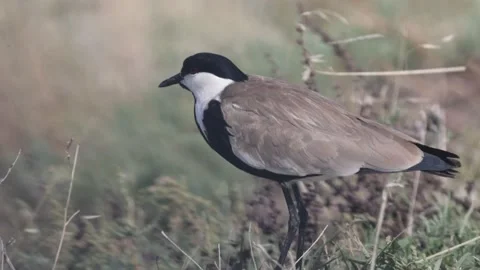 Spur-winged lapwing or plover Vanellus spinosus on Delta Evros Greece Stock Footage 234798755