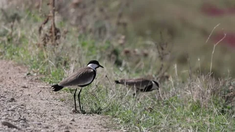 Spur-winged lapwing or plover Vanellus spinosus on Delta Evros Greece Stock Footage 234798767