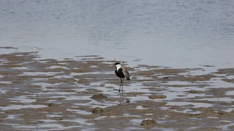 Spur-winged lapwing or plover Vanellus spinosus on Delta Evros Greece Stock Footage 234798799