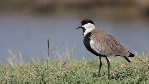 Spur-winged lapwing or plover Vanellus spinosus on Delta Evros Greece Stock Footage 234799004