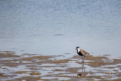 Spur-winged lapwing or plover Vanellus spinosus on Delta Evros Greece Stock Photos