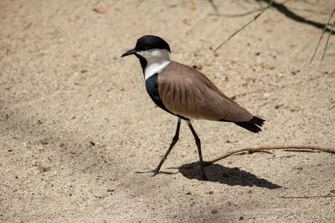 SPUR-WINGED LAPWING Stock Photos