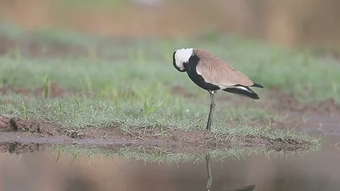 Spur-winged plover H4640 Stock Footage 98315912