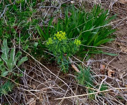 The spurge blossom in the Balkan mountains. Stock Photos