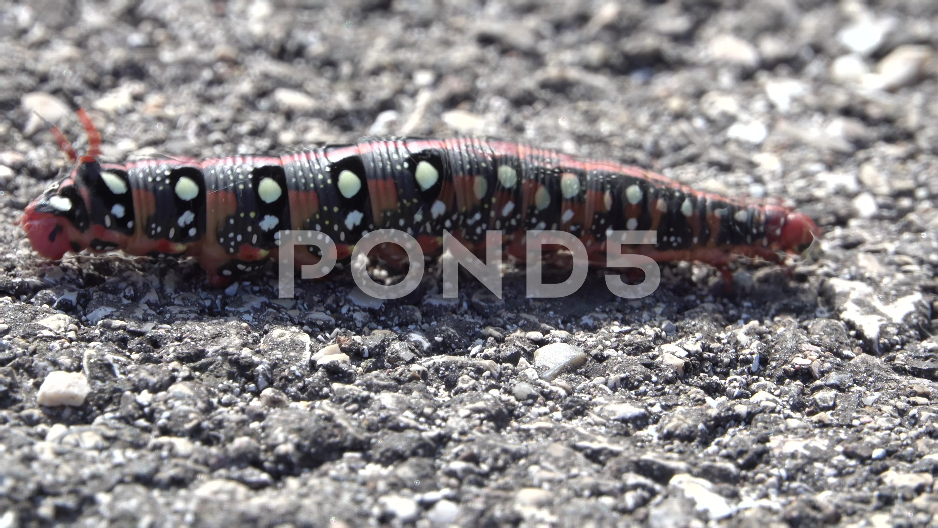 Spurge Hawk Moth Caterpillar