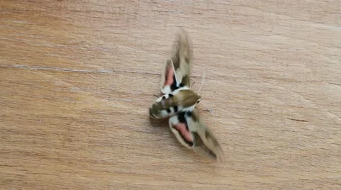 Spurge Hawk Moth flipping wings, Hyles euphorbiae Vidéo 12093829